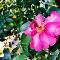 Zen in Bloom: Discovering Tenryu-ji Temple in Kyoto