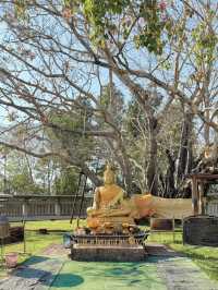 ต้นโพธิ์ที่เก่าแก่ที่สุดในไทยที่ อ.ศรีมโหสถ ปราจีน