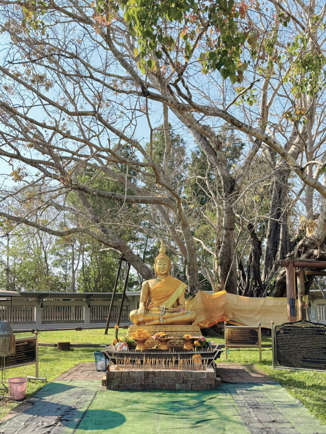 ต้นโพธิ์ที่เก่าแก่ที่สุดในไทยที่ อ.ศรีมโหสถ ปราจีน