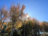 Adelaide 紅葉🍁秘景