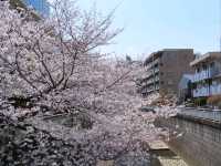 The Chill Sakura Stroll
