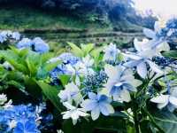 台北｜陽明山繡球花季起跑 一個月花期限定絕美花海