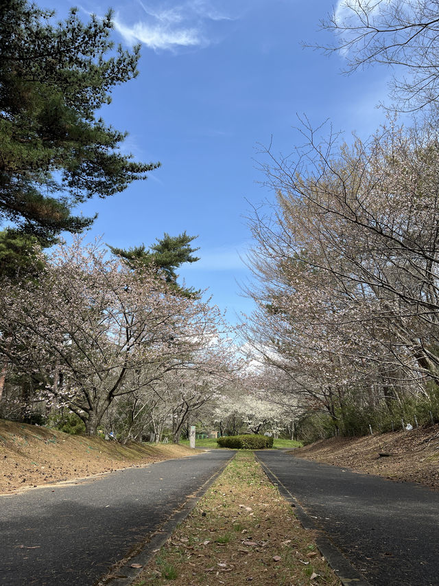 🌸【春日花季攻略】國營常陸海濱公園｜錯過粉蝶花也不怕，鬱金香、櫻花、童話風車一次收服你的鏡頭！