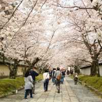 Japan – Sakura Season in the Snow Belt