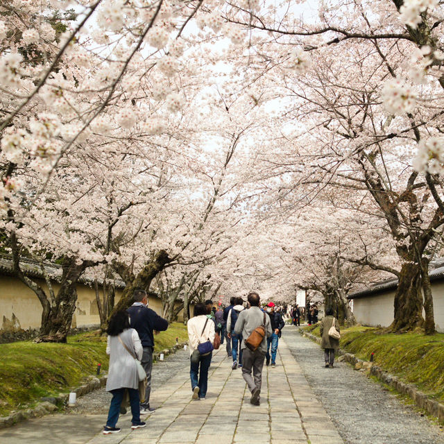 Japan – Sakura Season in the Snow Belt