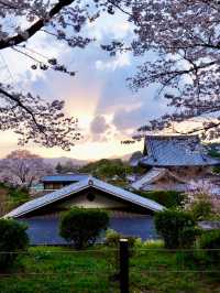 PHILOSOPHER’S PATH | KYOTO’S PEACEFUL CHERRY BLOSSOM TRAIL 🌸🛤️