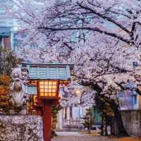 Japan – A Thousand Shades of Sakura Blossoms
