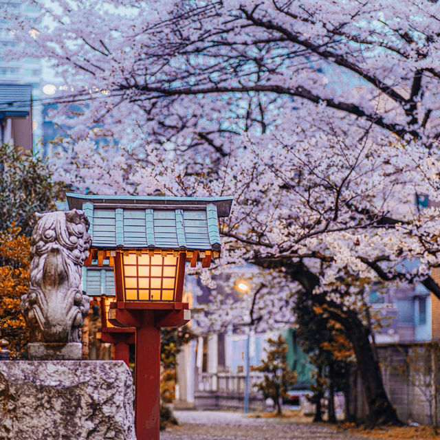 Japan – A Thousand Shades of Sakura Blossoms