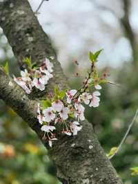Matsuyama – Timeless Traditions in the Heart of Ehime