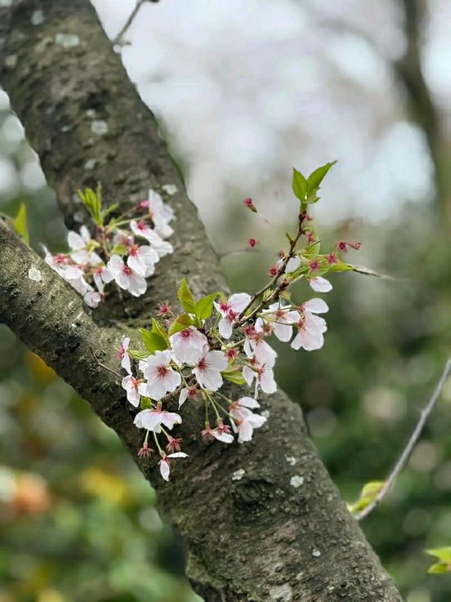 Matsuyama – Timeless Traditions in the Heart of Ehime