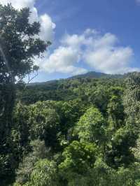 Daintree Rainforest