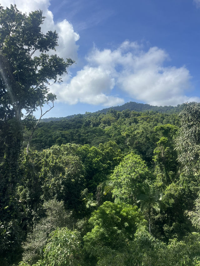 Daintree Rainforest