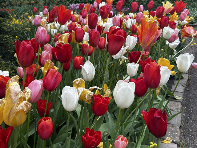 Keukenhof ทุ่งทิวลิปแดนดินสรวงสวรรค์