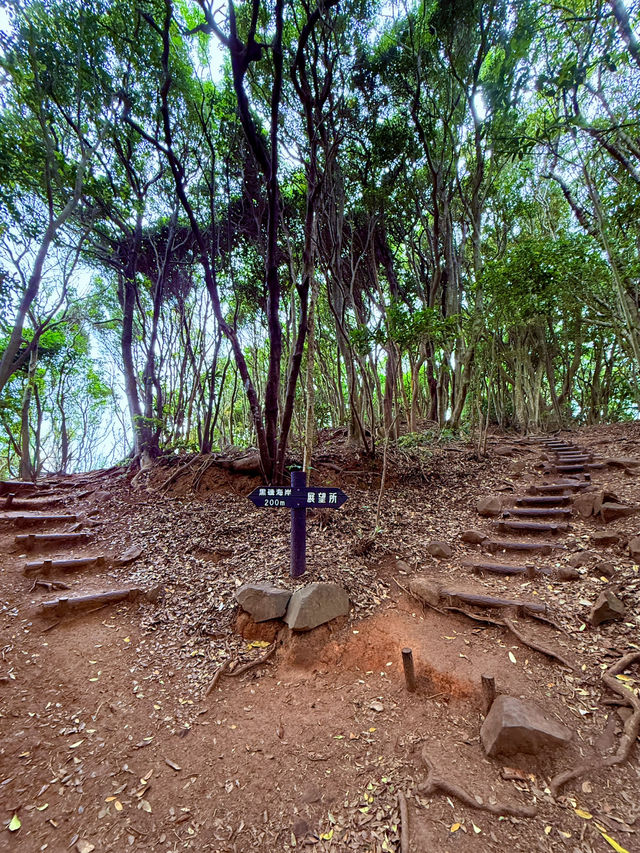 糸島龍貓森林