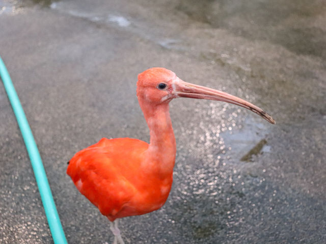 【島根県】 湖畔に広がる花と鳥のテーマパーク『松江フォーゲルパーク』🦉