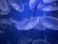 【鴨川シーワールド｜千葉・鴨川】 シャチに会える、日本でも数少ない水族館