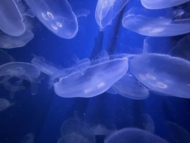 【鴨川シーワールド｜千葉・鴨川】 シャチに会える、日本でも数少ない水族館