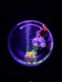 Art Aquarium Museum