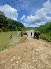 Bathing Elephants
