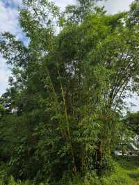 McDo Meets Tranquility: A Bite at Ridout Tea Garden, Singapore