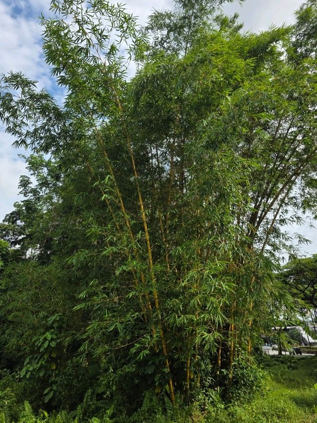 McDo Meets Tranquility: A Bite at Ridout Tea Garden, Singapore