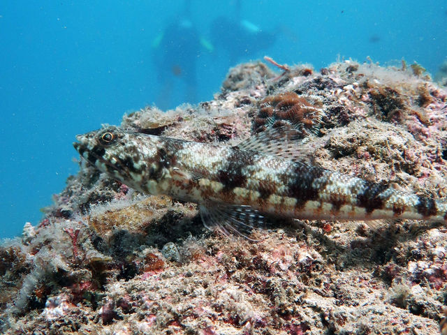 媲美小馬爾地夫的「愛妮島」🏝️深潛12公尺探索奇幻海底世界🐡