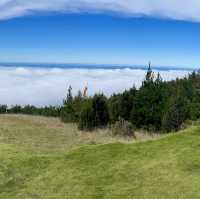 Polipoli Spring State Recreation Area – Maui