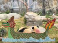 香港🇭🇰 海洋公園睇熊貓🐼