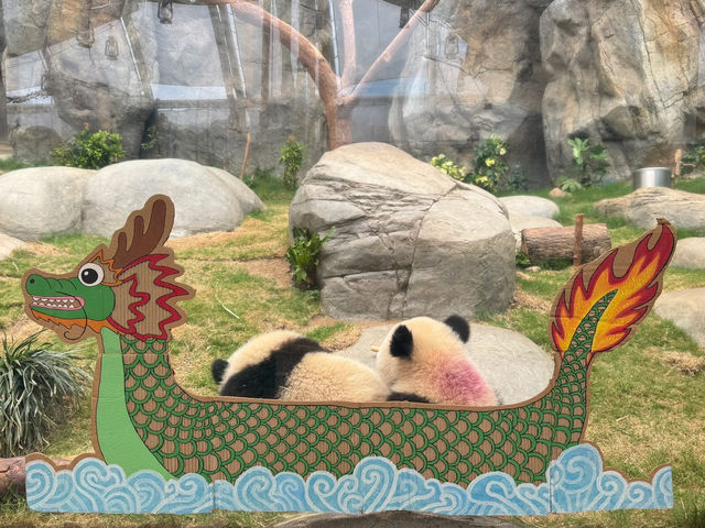 香港🇭🇰 海洋公園睇熊貓🐼