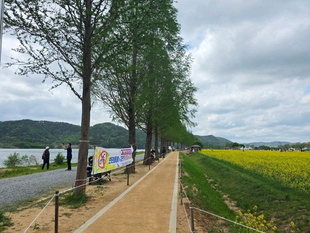 💛 창녕 낙동강 유채꽃 명소, 노란 물결 속 봄 산책🌼