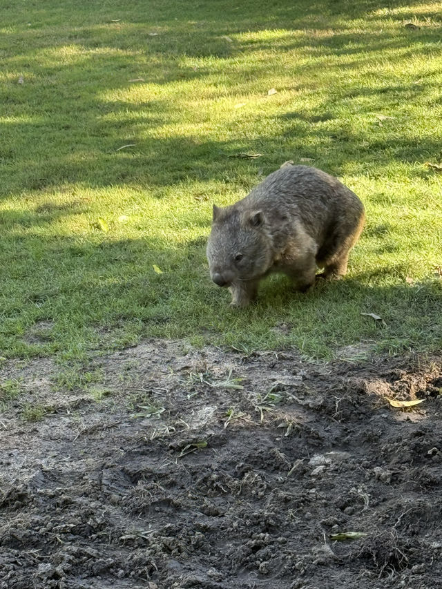 Australia Zoo is just a popular choice