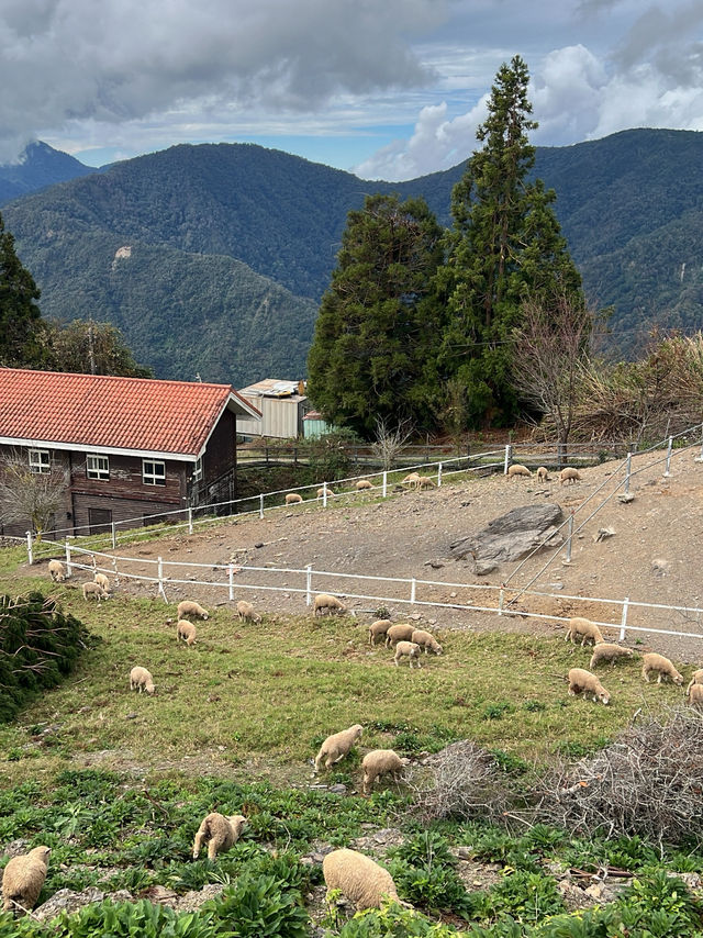 🌿台中清境農場｜台版紐西蘭🐑⛰️