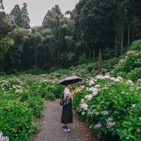 ทุ่งไฮเดรนเยียกลางป่าสนสวยที่สุดใน Fukuoka