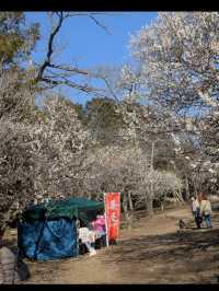🌳自然と遊びが融合する癒しの空間「清水公園」でアクティブな休日を