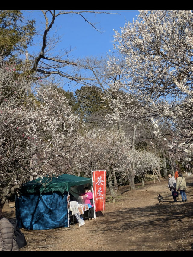 🌳自然と遊びが融合する癒しの空間「清水公園」でアクティブな休日を