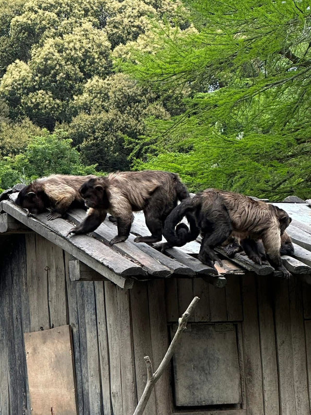 長崎Bio park- 教育與感動兼具的動物園