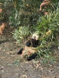 🐼 Ultimate Chengdu Giant Panda Base Adventure: Your Complete Guide to Panda Paradise! 🎋