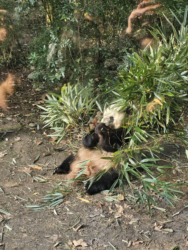 🐼 Ultimate Chengdu Giant Panda Base Adventure: Your Complete Guide to Panda Paradise! 🎋