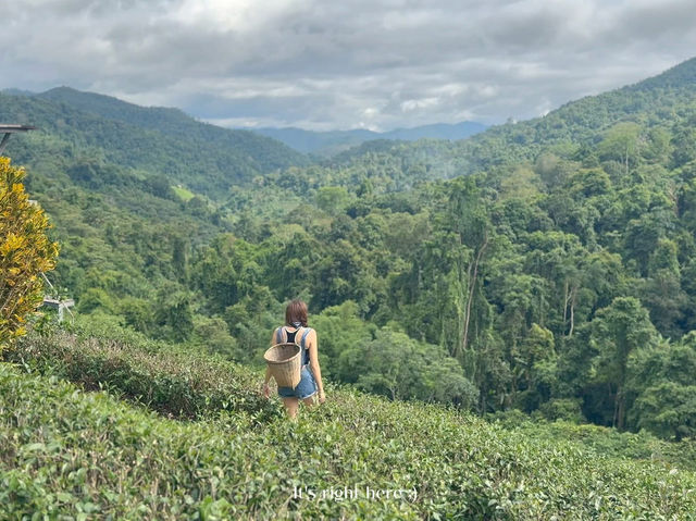 🌿☁️ “ไร่ชาลุงเดช” แม่แตง เชียงใหม่ 💚