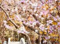 🌳🌸 Taichung Park (臺中公園) Summer Guide: A Lakeside Oasis in the City