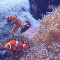 Bangsaen Aquarium เที่ยวชิล ๆ ได้ความรู้ไปด้วย 