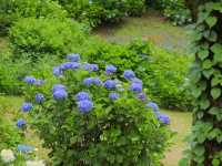 【異国の森で花と癒しの散歩🌿レッドヒル ヒーサーの森】