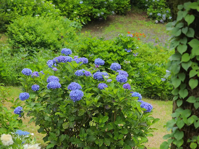 【異国の森で花と癒しの散歩🌿レッドヒル ヒーサーの森】