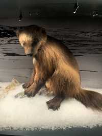 ❄️ Arktikum Museum—A Window into the Arctic World