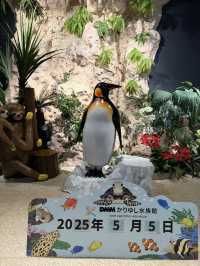 沖繩最新商場水族館🫶🏻DMM🫡超岩親子遊