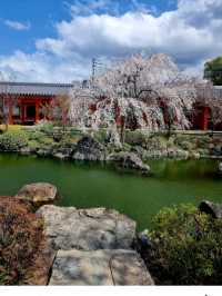 @ SANJUSANGENDO TEMPLE IN KYOTO.