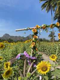 🌻✨ทุ่งทานตะวัน ใกล้กรุงเทพ‼️