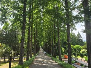 Научно-исследовательский институт лесных ресурсов Наджу жарким, но синим летом