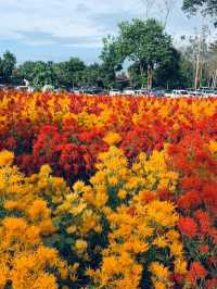 ไร่คุณอารียา (Ariya Flower Farm)