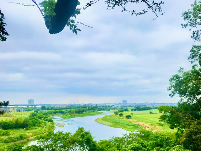 【田園調布から多摩川へ行き紫陽花、多摩川台古墳群、亀甲山古墳、多摩川浅間神社】